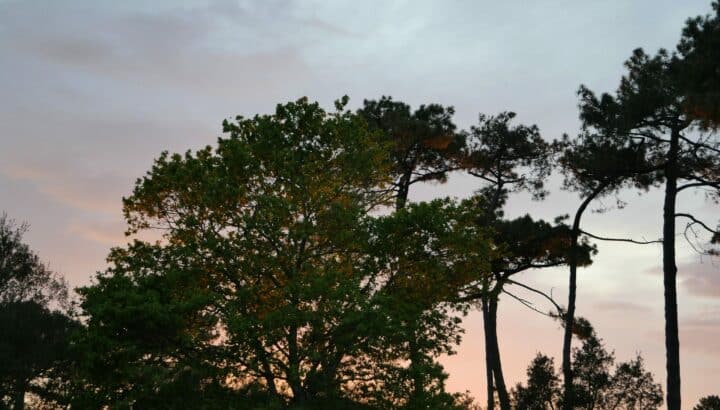 Silhouettes de pins face à un coucher de soleil rosé