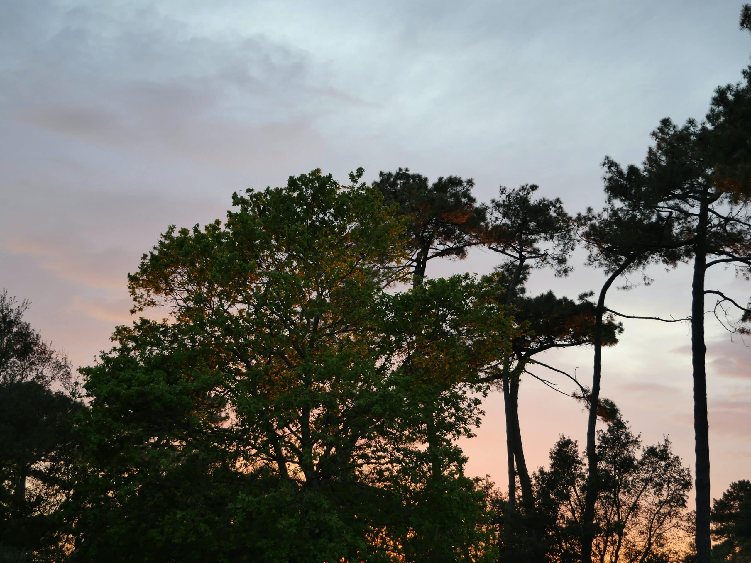 Silhouettes de pins face à un coucher de soleil rosé